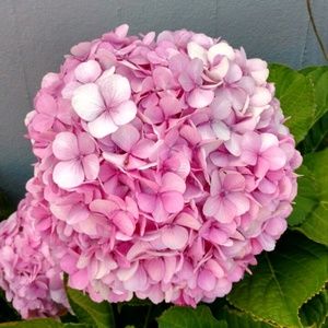 Meet your Posher, Deb